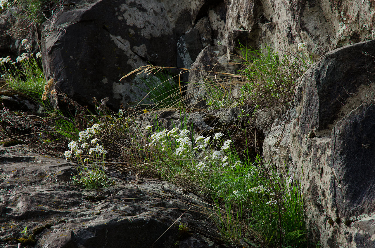 Каменка, image of landscape/habitat.