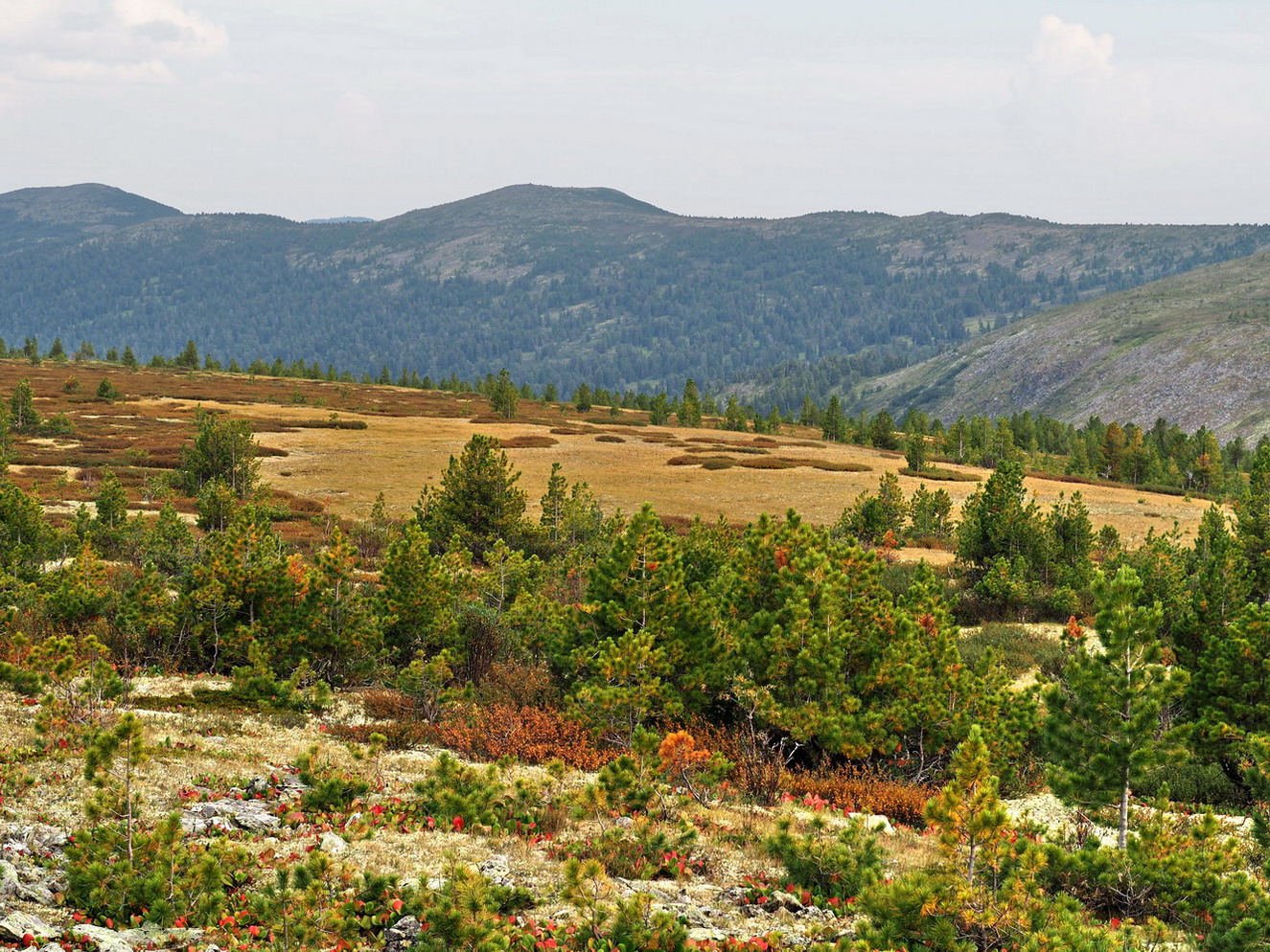 Верховья Амыла, image of landscape/habitat.