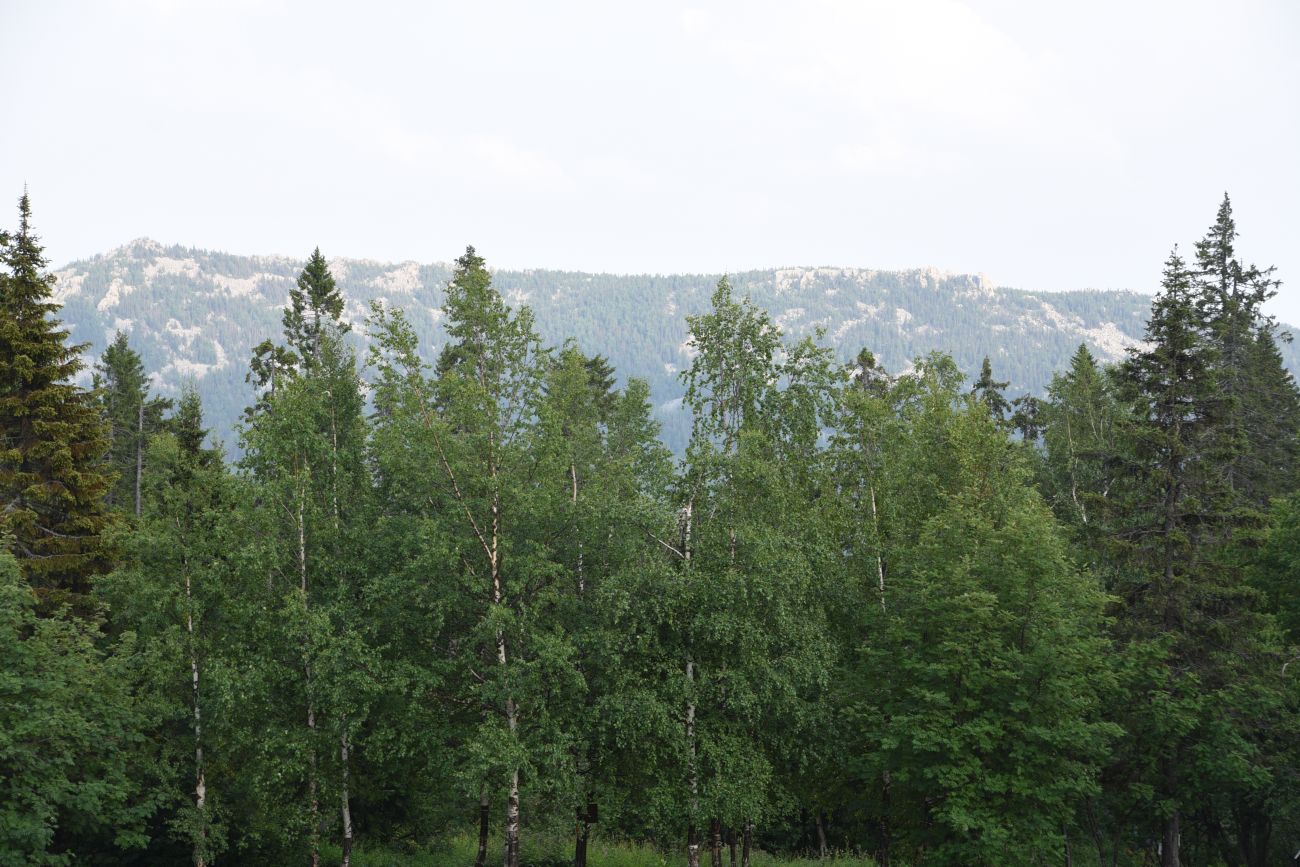 Приют «Гремучий ключ», image of landscape/habitat.