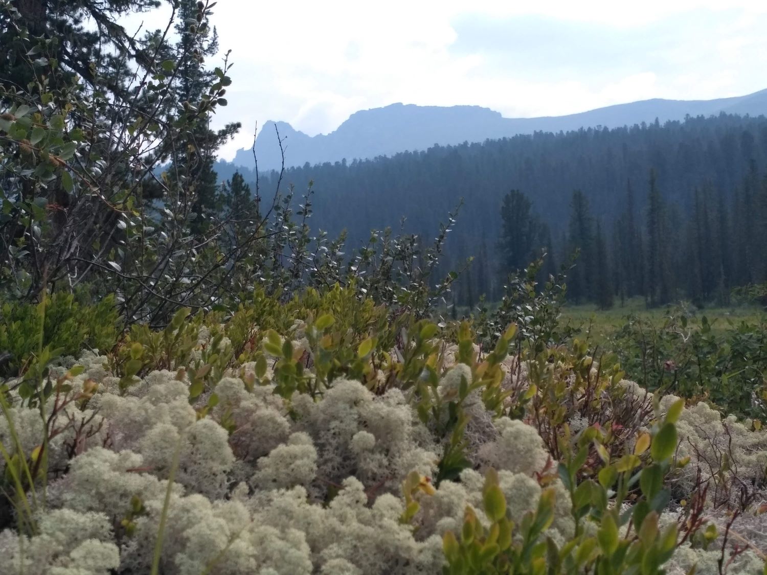 Долина реки Нижняя Буйба, image of landscape/habitat.