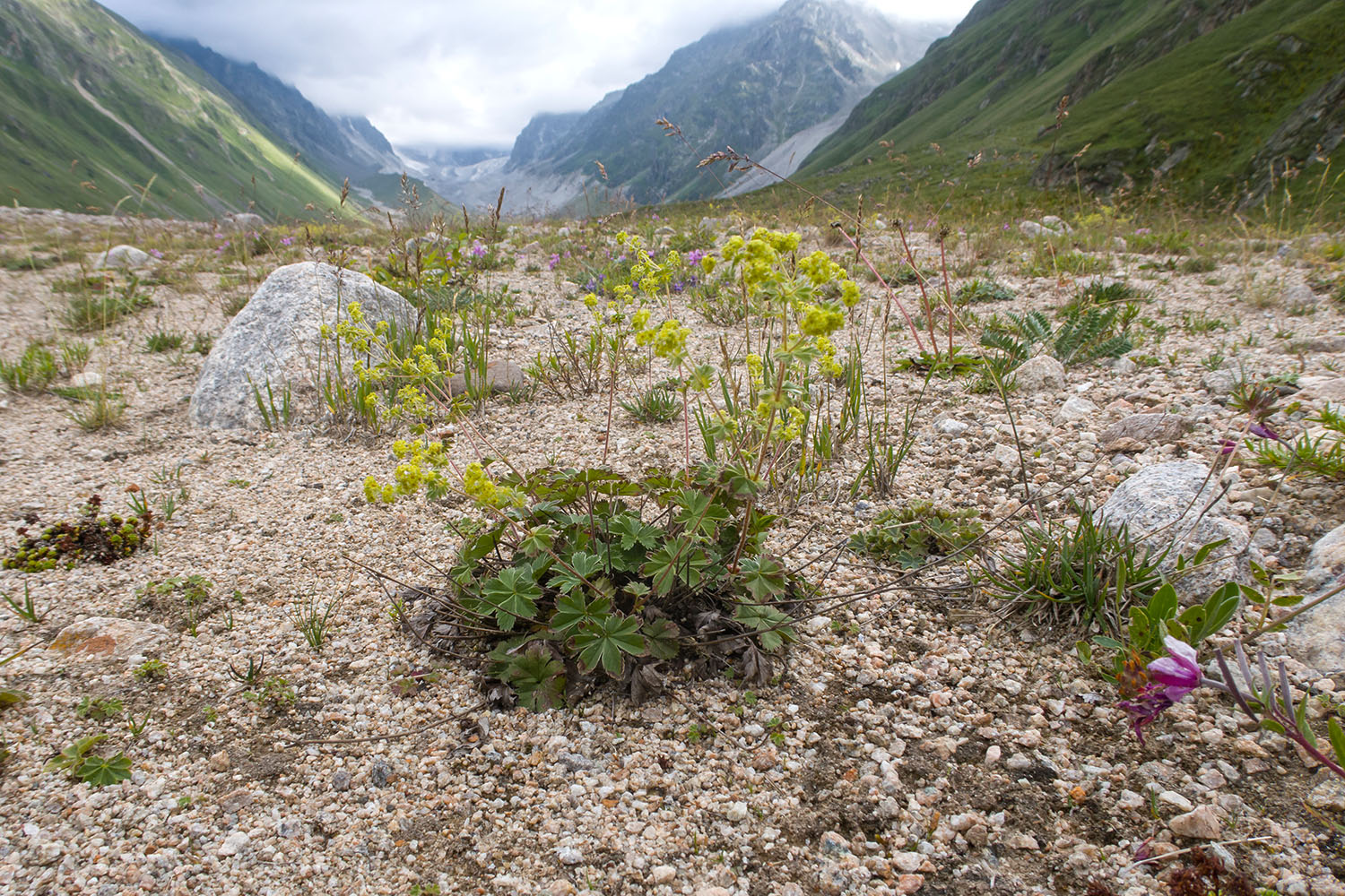 Ледник Псыгансу, image of landscape/habitat.