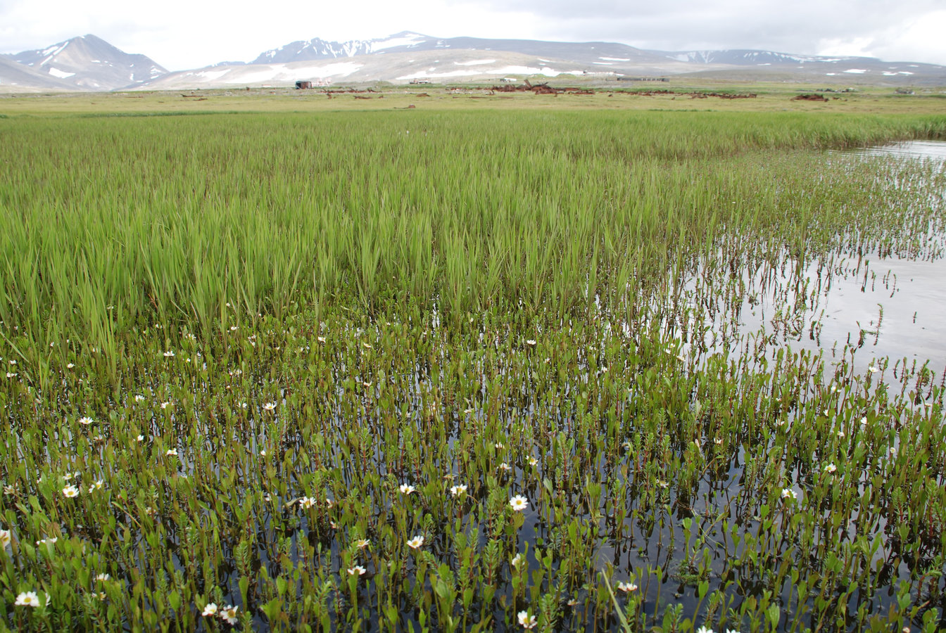 Бухта Провидения, image of landscape/habitat.