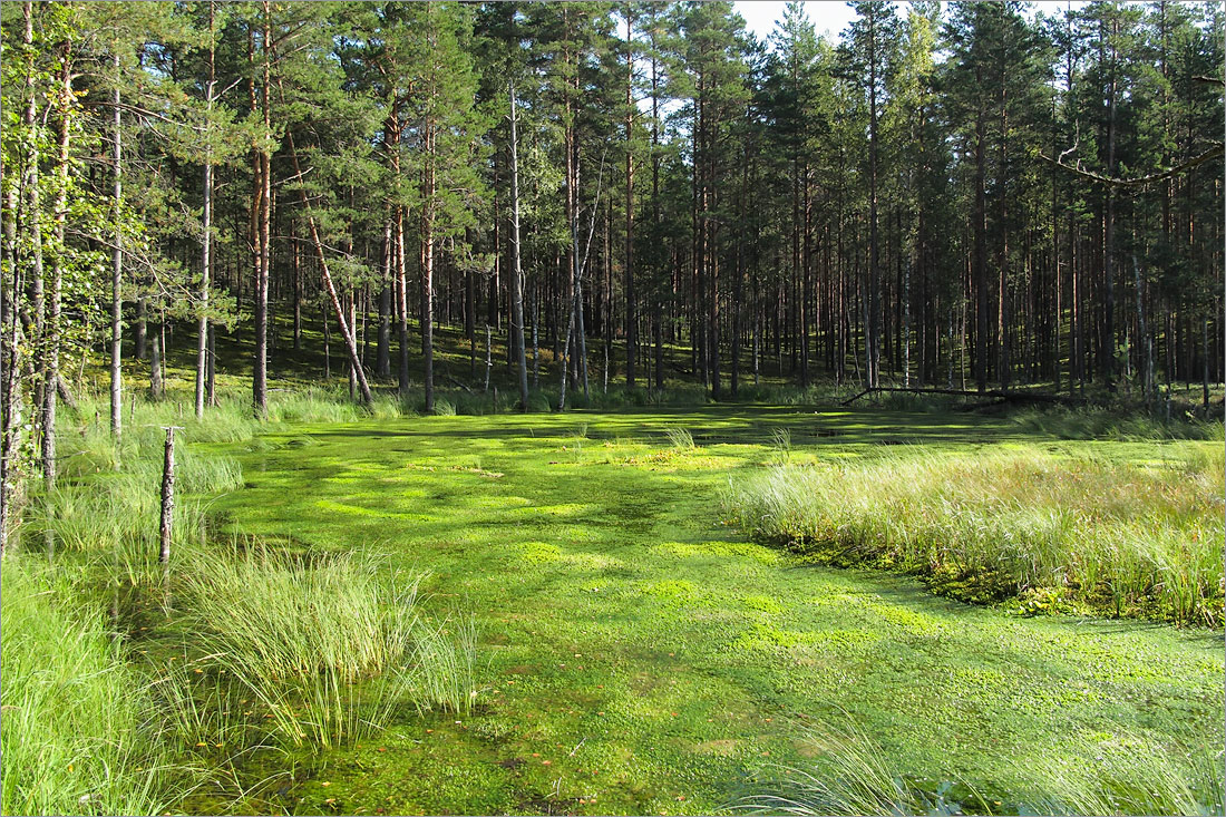 Лужские боры, image of landscape/habitat.