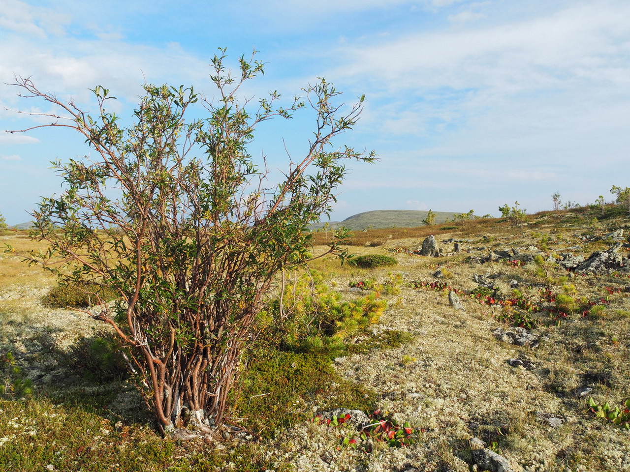 Верховья Амыла, image of landscape/habitat.