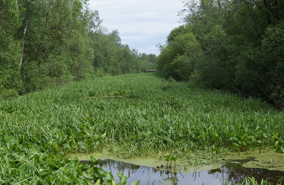 Окрестности садоводства Восход, image of landscape/habitat.