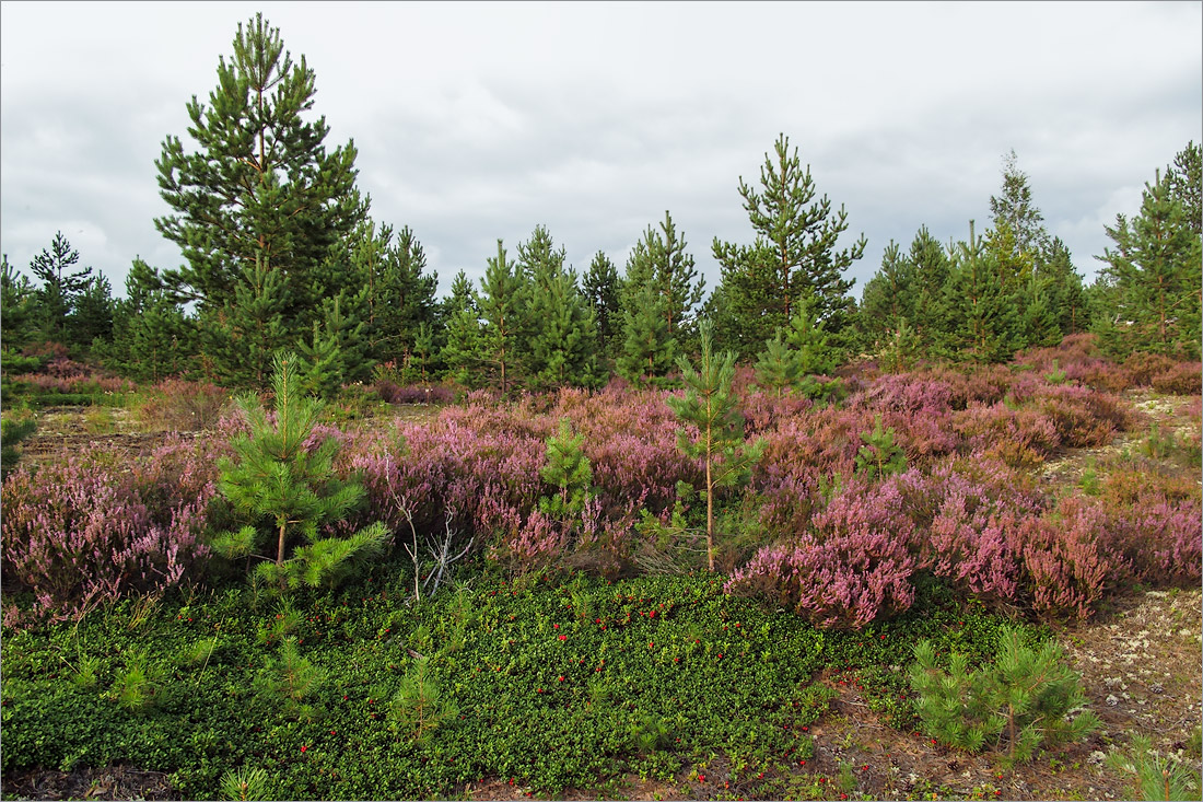 Лужские боры, image of landscape/habitat.