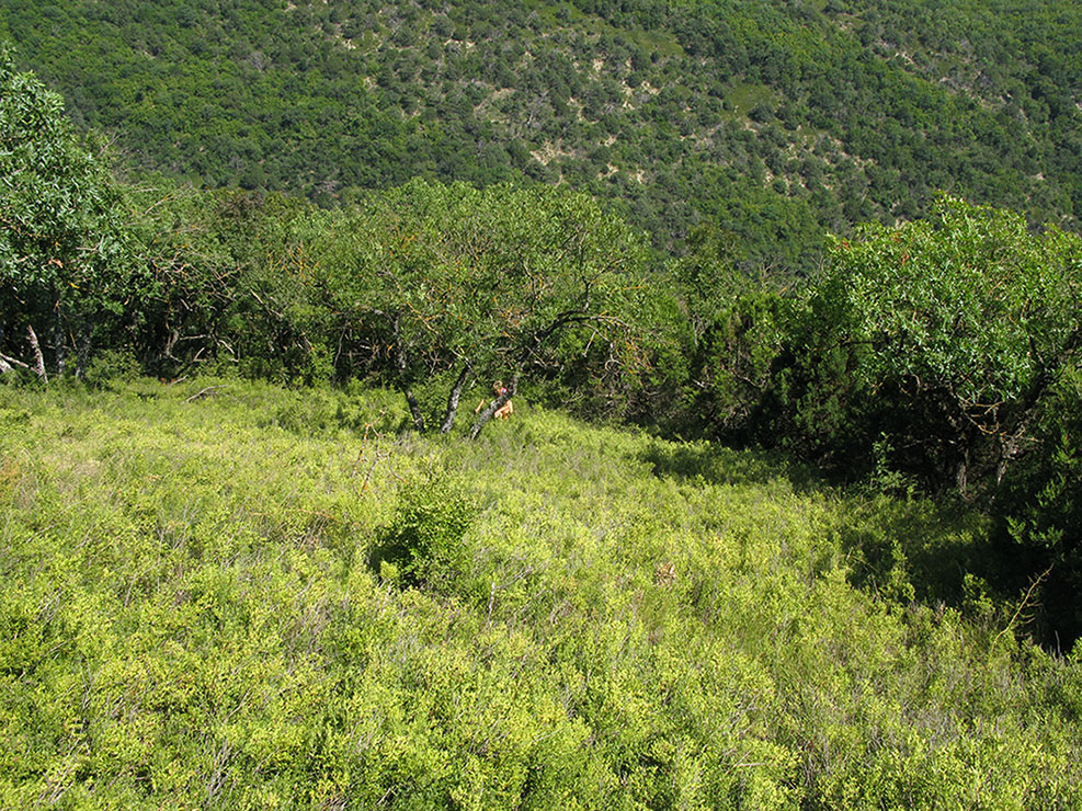 Утришская прибрежная гора, image of landscape/habitat.