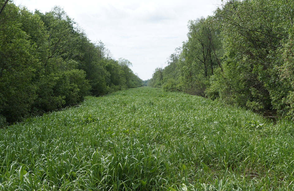 Окрестности садоводства Восход, image of landscape/habitat.