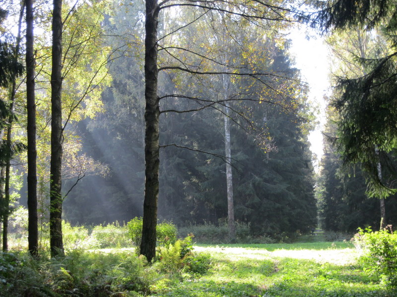 Павловск, image of landscape/habitat.