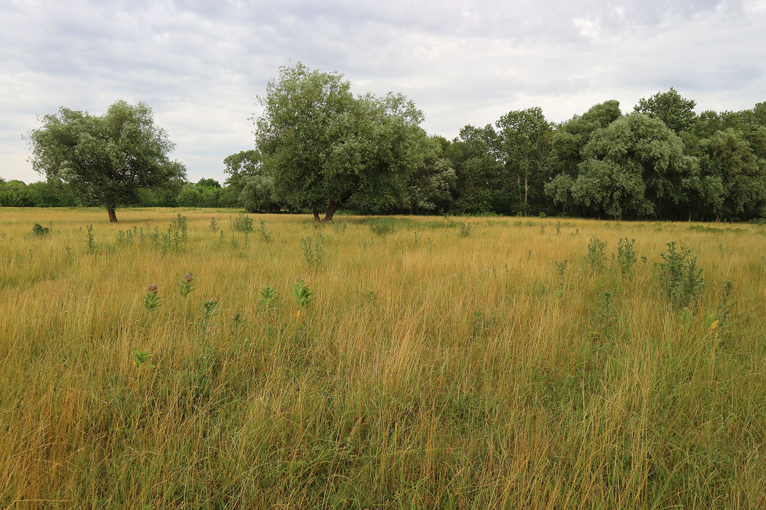 Луг в излучине реки Фарс, image of landscape/habitat.