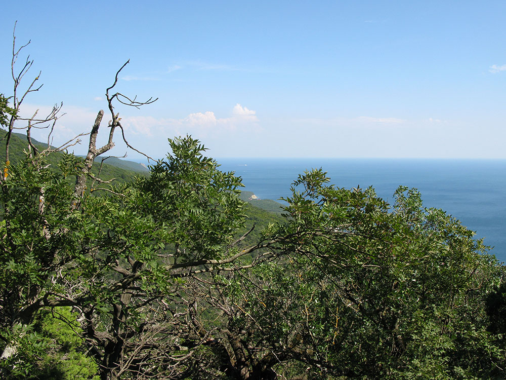 Утришская прибрежная гора, image of landscape/habitat.