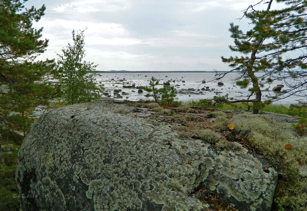 Унежма, image of landscape/habitat.