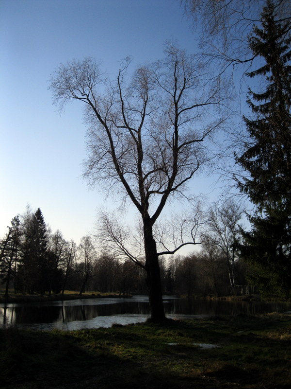 Павловск, image of landscape/habitat.