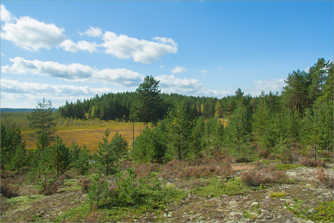 Лужские боры, image of landscape/habitat.