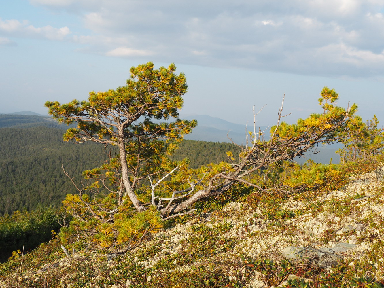 Верховья Амыла, image of landscape/habitat.