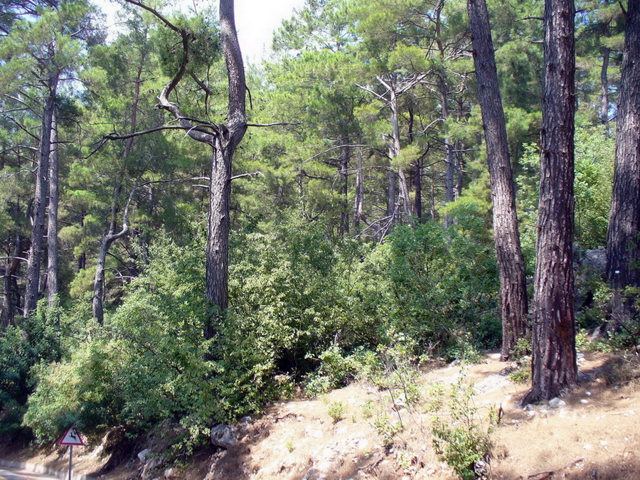 Гора Тахталы, image of landscape/habitat.