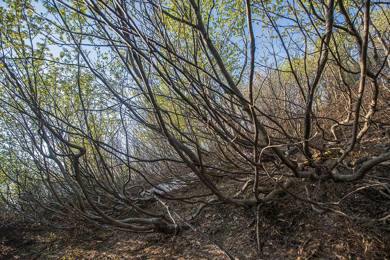 Массив горы Семиглавая, image of landscape/habitat.