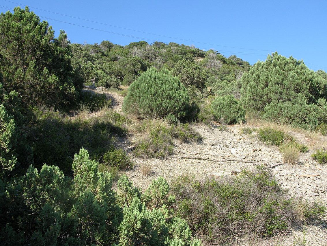 Утришская прибрежная гора, image of landscape/habitat.