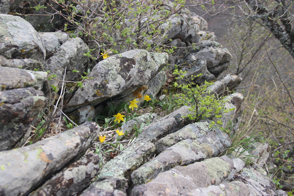 Ай-Иори, image of landscape/habitat.