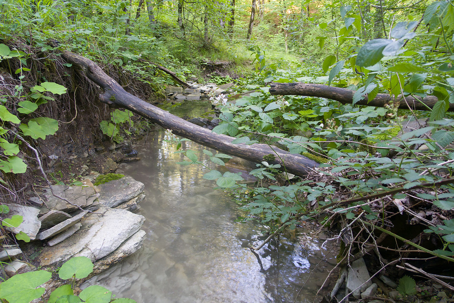 Темрючки, image of landscape/habitat.