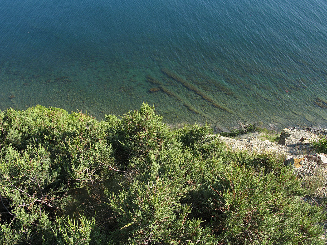 Утришская прибрежная гора, изображение ландшафта.