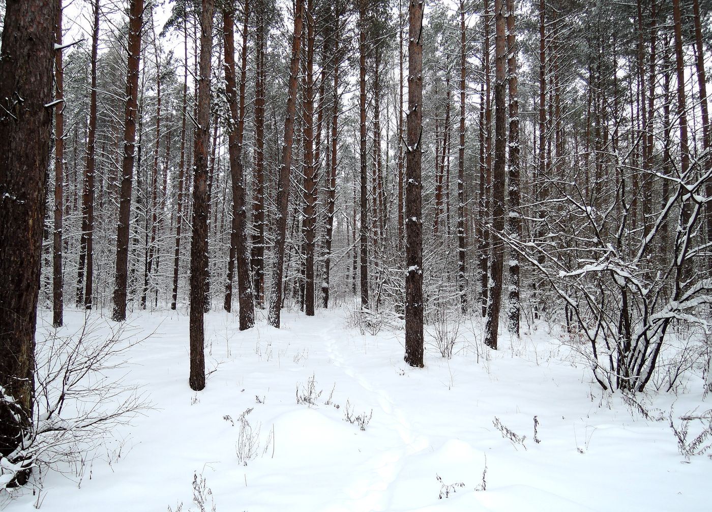 Лесопарк Пышки, image of landscape/habitat.