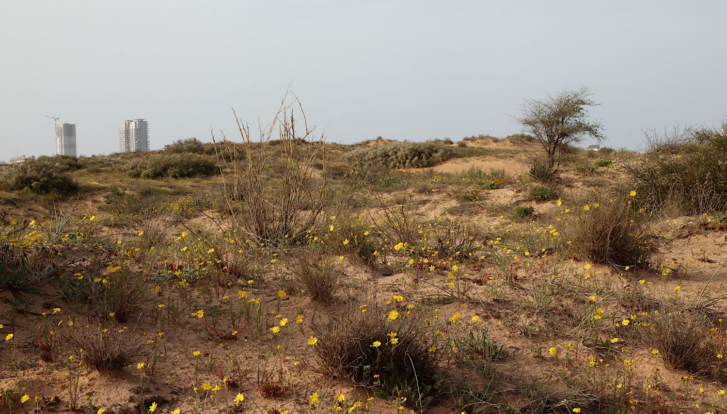 Ашдод, image of landscape/habitat.