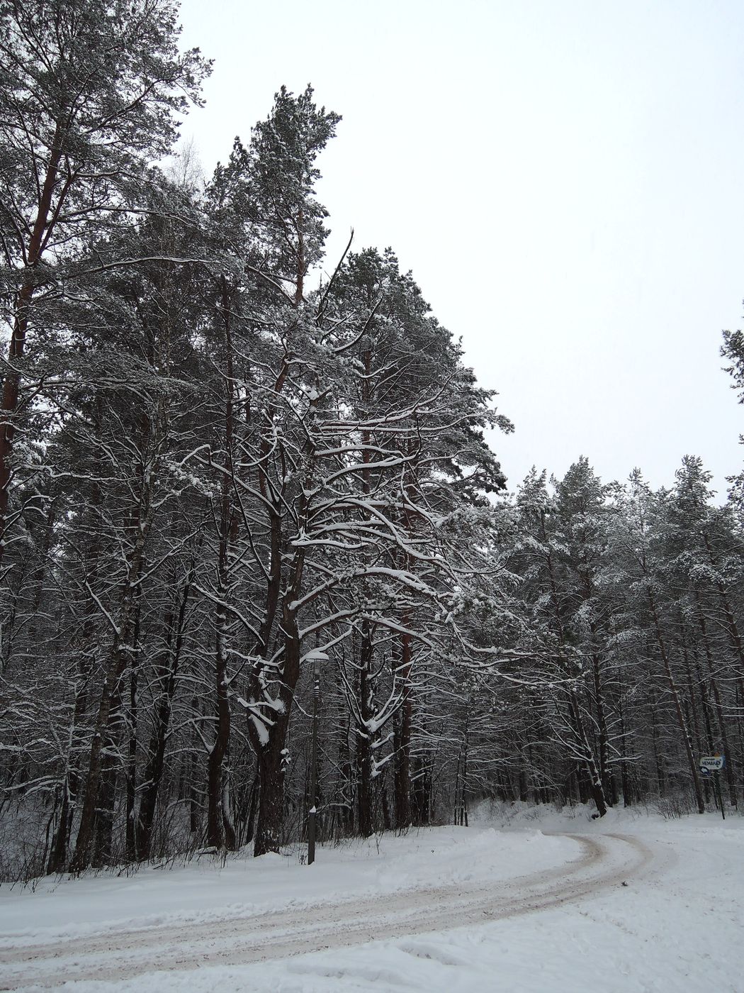 Лесопарк Пышки, image of landscape/habitat.