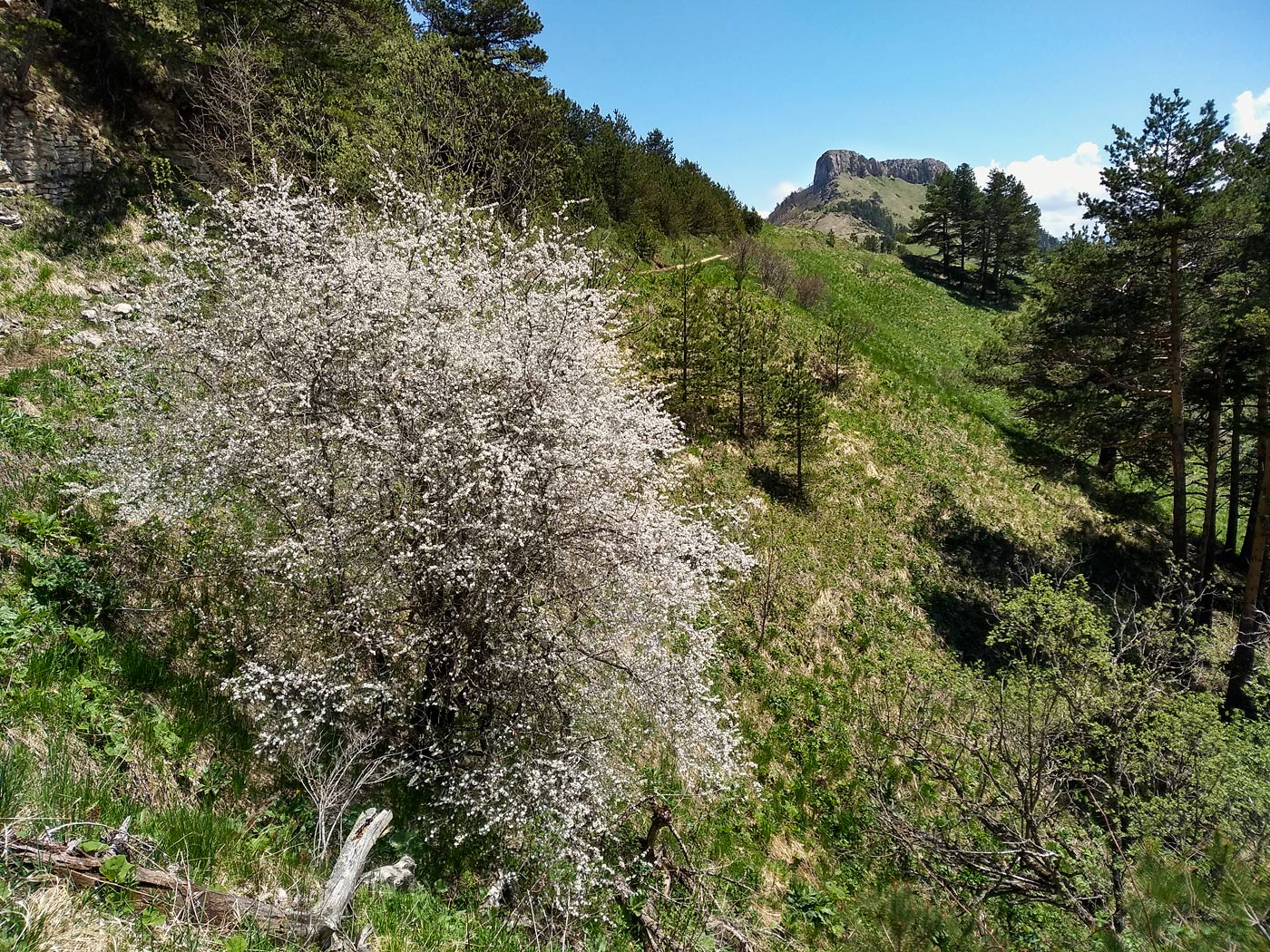 Хребет Малый Бамбак, image of landscape/habitat.