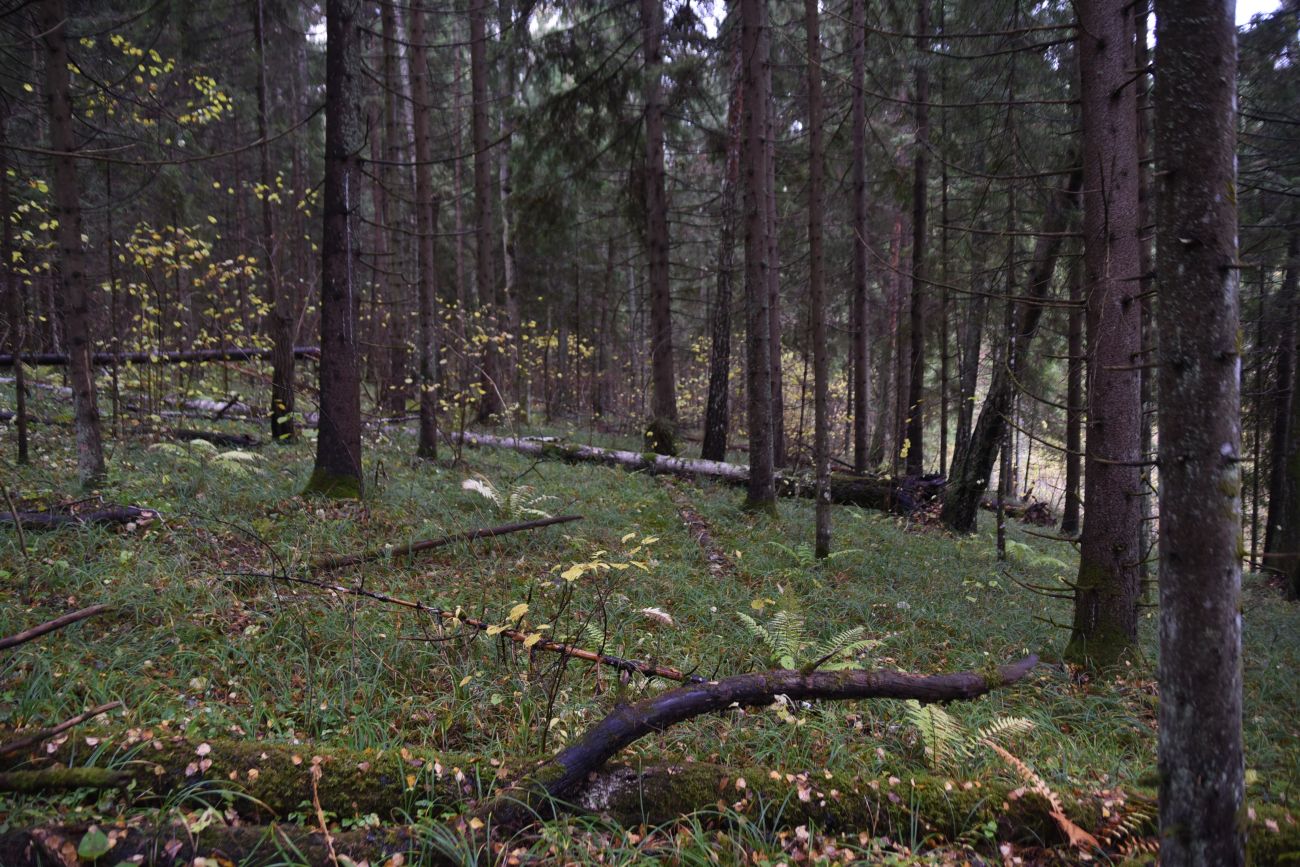 Окрестности Чёртового оврага, image of landscape/habitat.