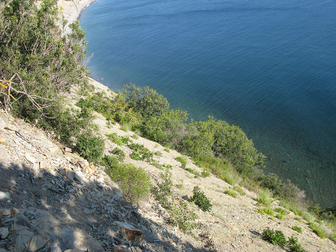 Утришская прибрежная гора, image of landscape/habitat.