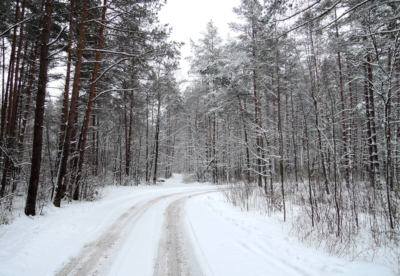 Лесопарк Пышки, image of landscape/habitat.