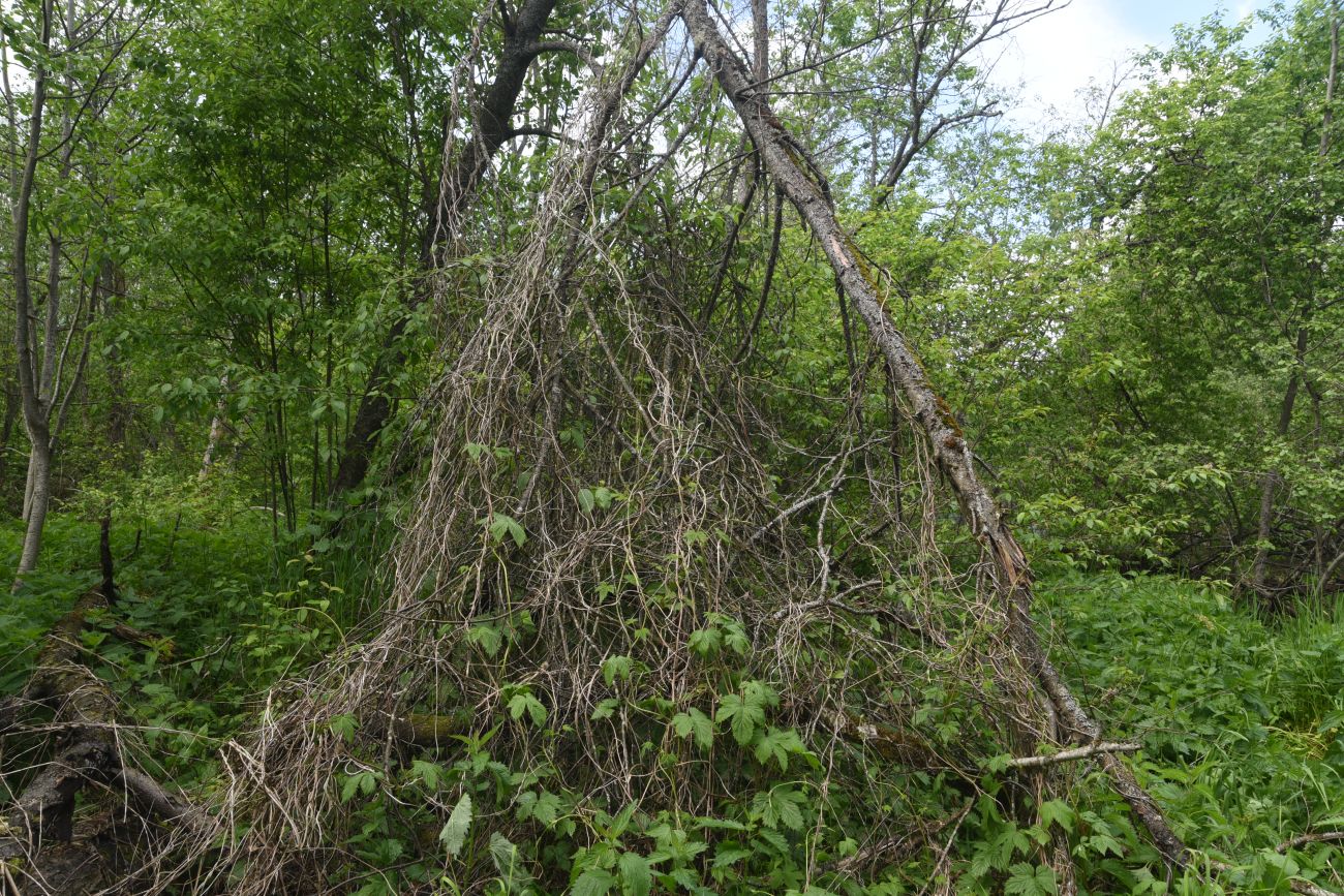 Окрестности деревни Семичёво, image of landscape/habitat.