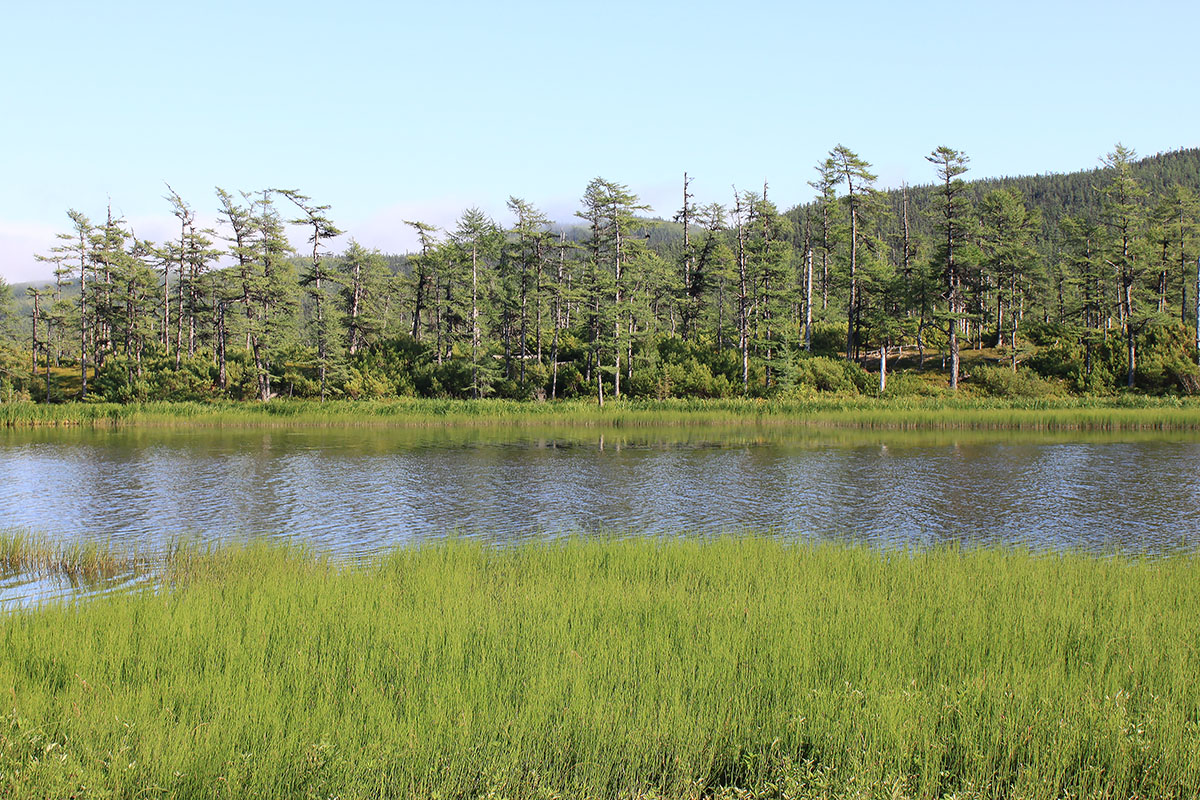 Онгачан, image of landscape/habitat.