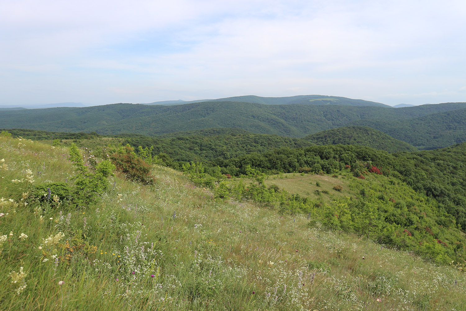 Вышка, image of landscape/habitat.