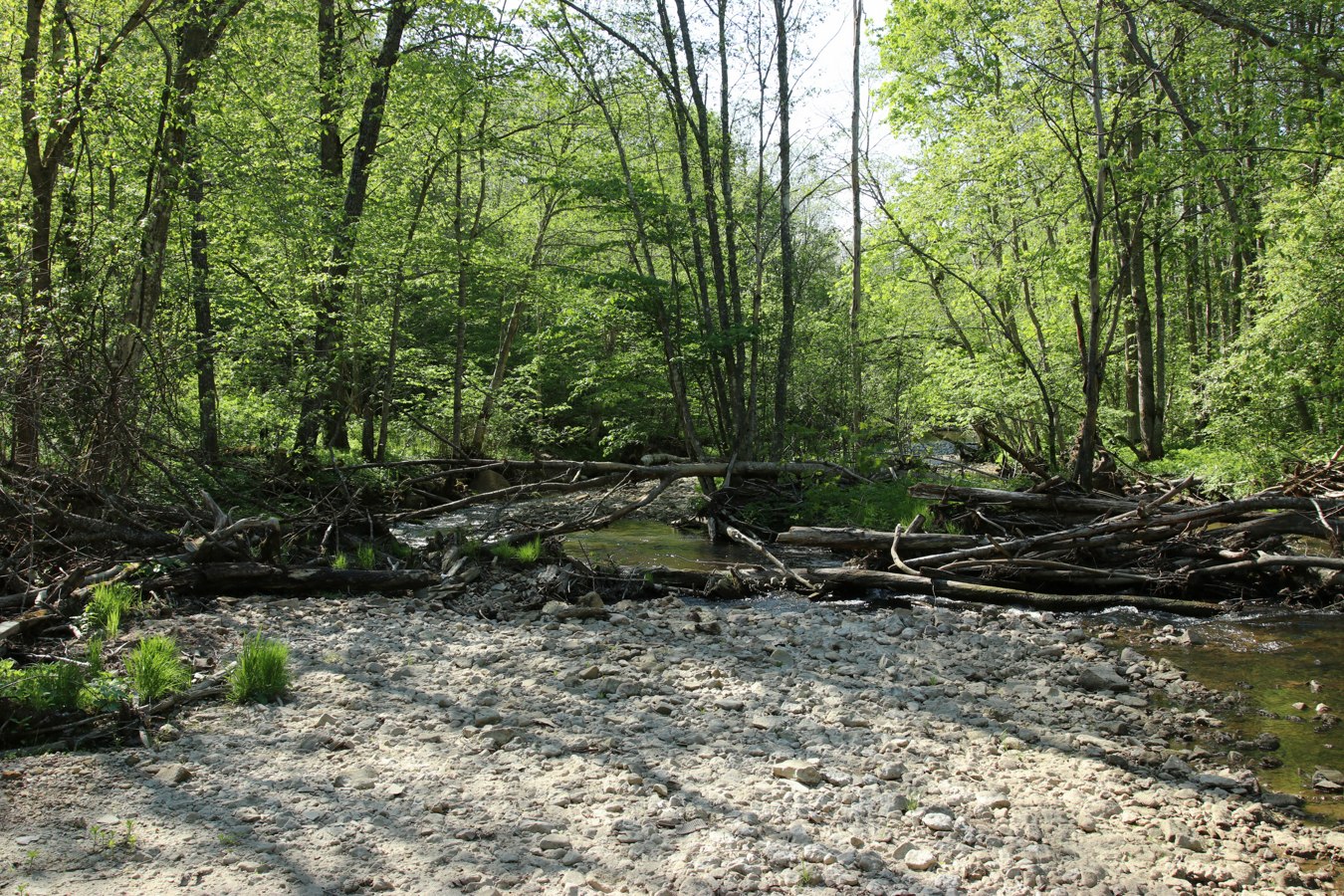 Ламошка, image of landscape/habitat.