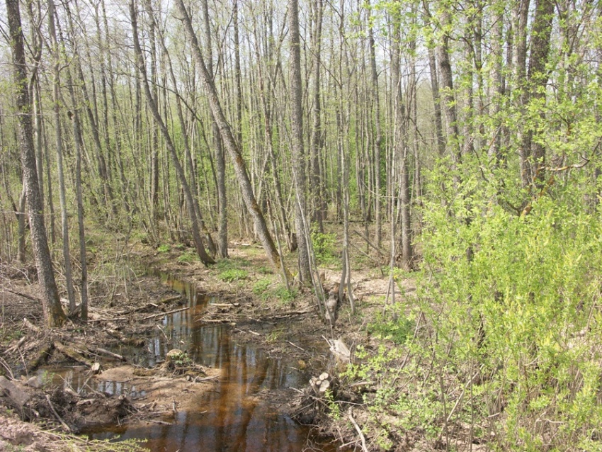 НП "Себежский", image of landscape/habitat.