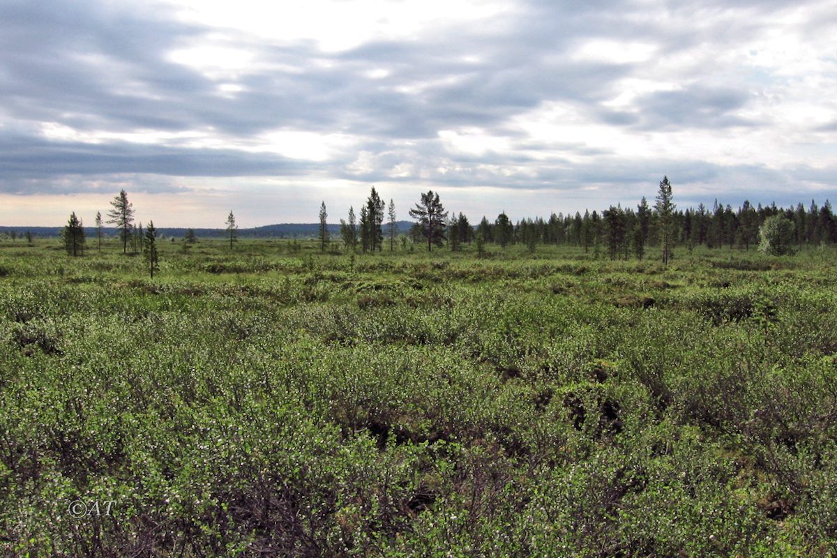 Гора Немецкая, image of landscape/habitat.