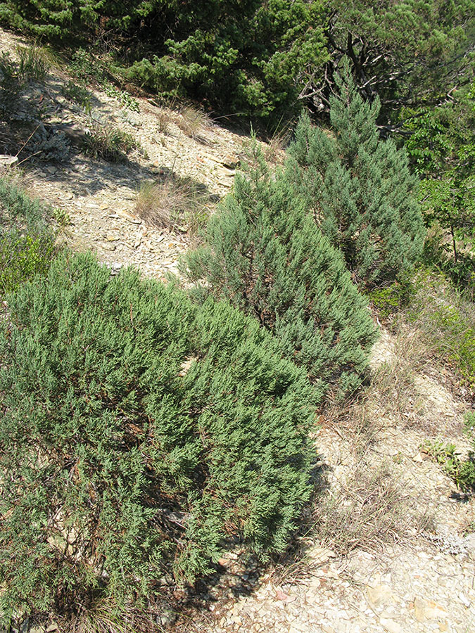 Утришская прибрежная гора, image of landscape/habitat.