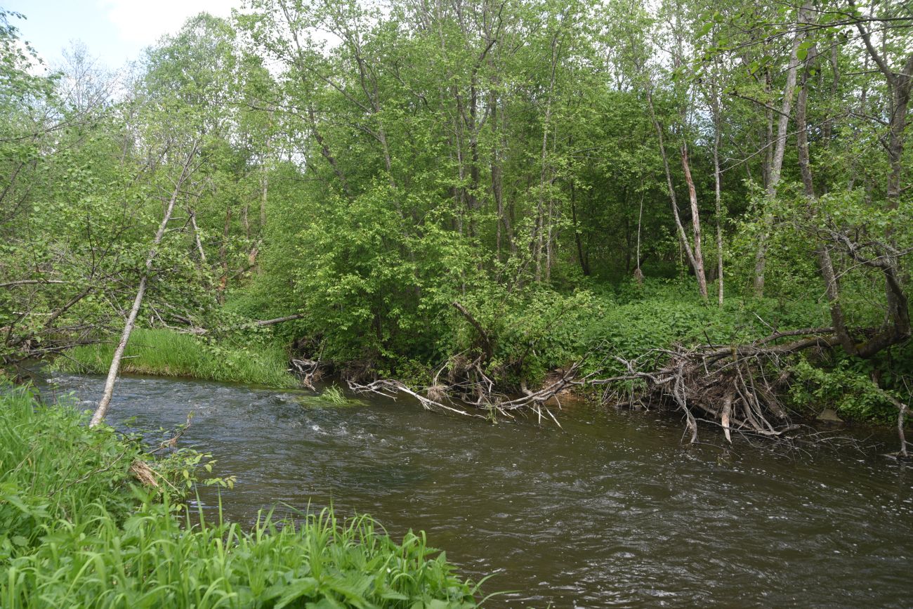 Окрестности деревни Семичёво, image of landscape/habitat.