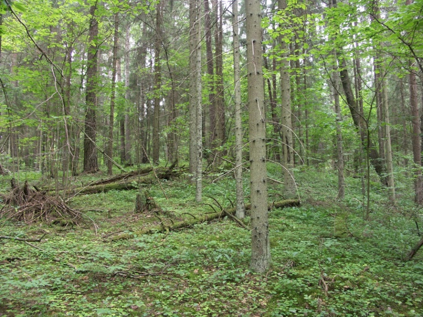 НП "Себежский", image of landscape/habitat.