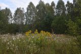 Урочище Дубенка, image of landscape/habitat.