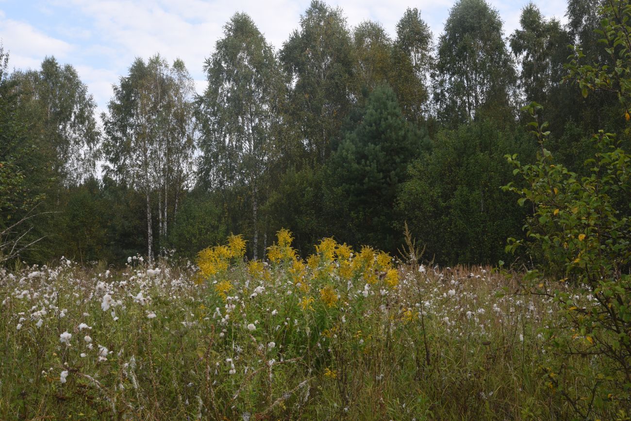 Урочище Дубенка, image of landscape/habitat.