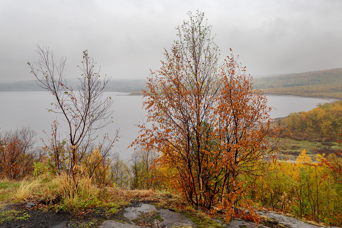 Мурманск, image of landscape/habitat.