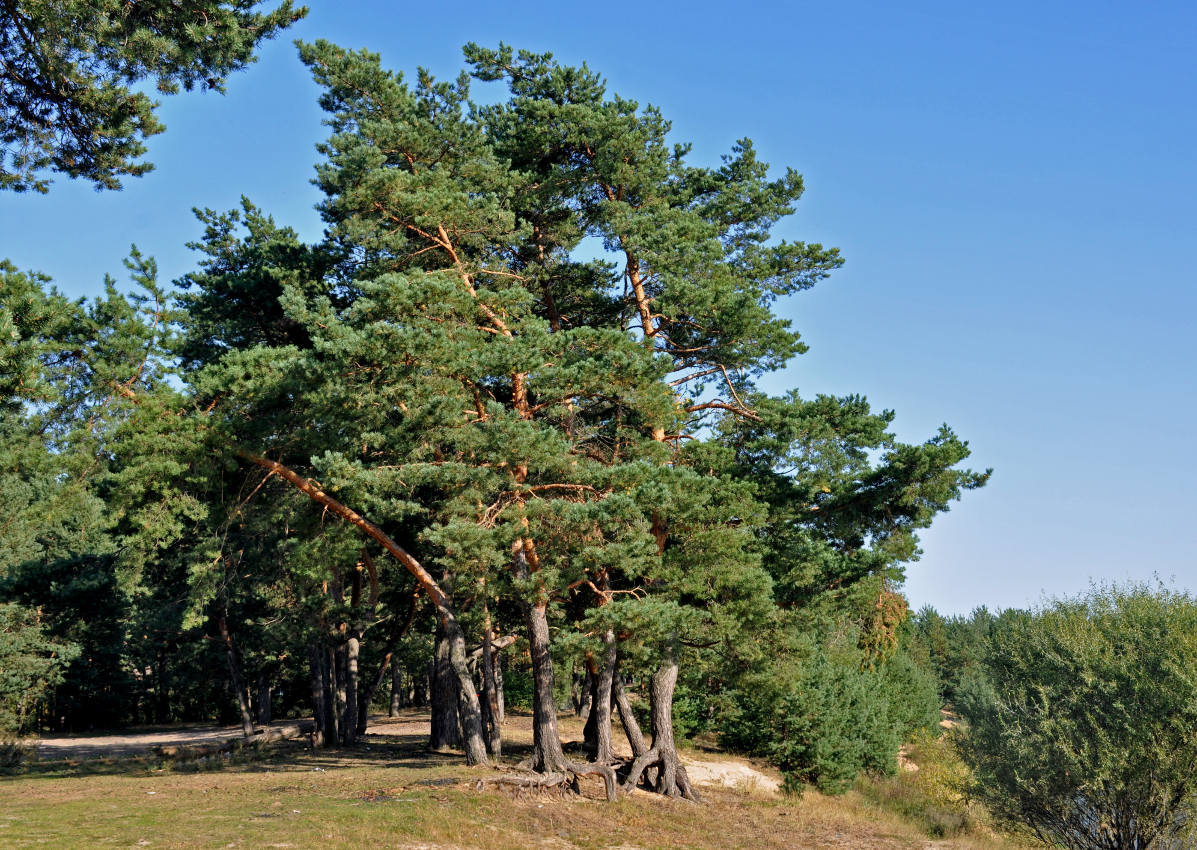 Река Клязьма у Красной Дубравы, image of landscape/habitat.