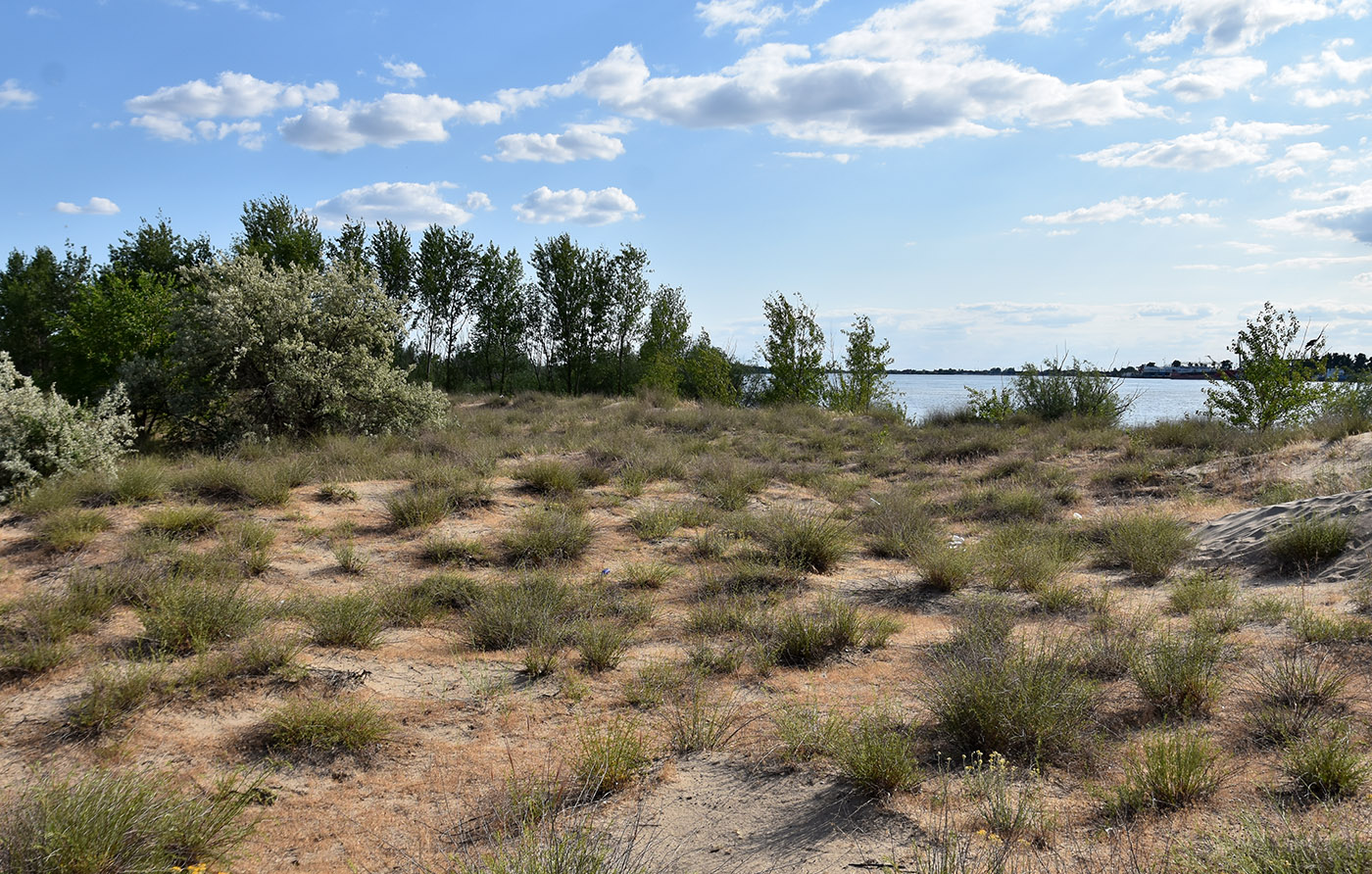 Дельта (средняя зона), image of landscape/habitat.