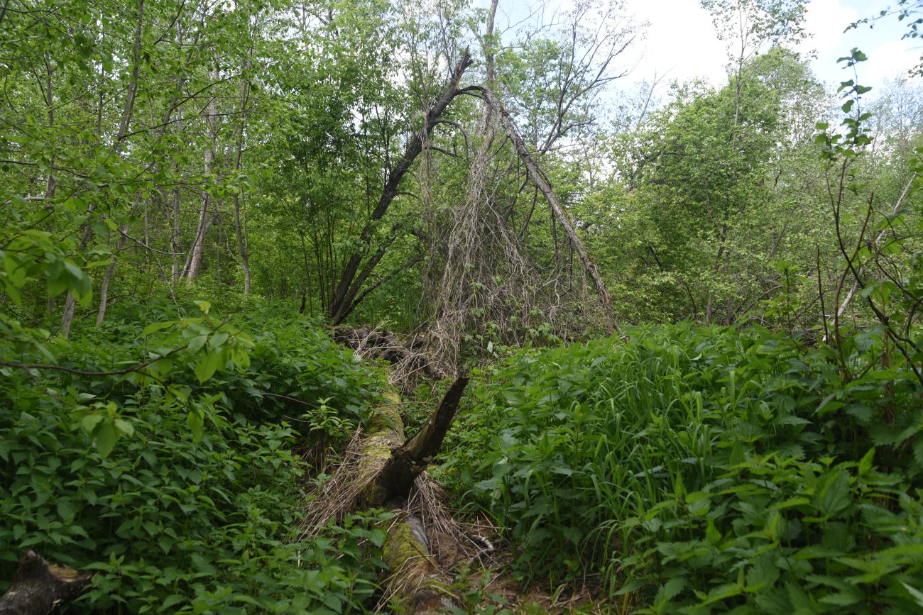 Окрестности деревни Семичёво, image of landscape/habitat.