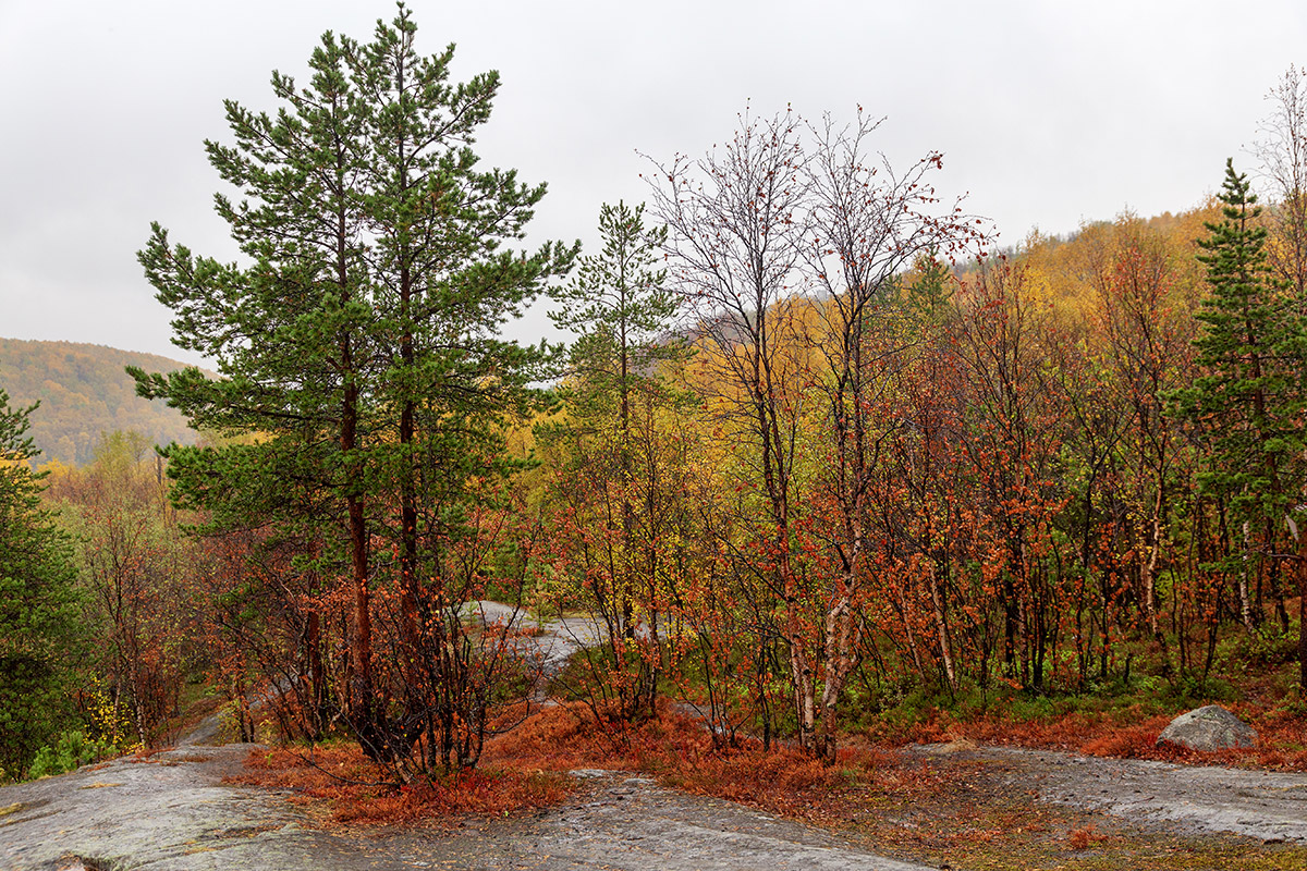 Мурманск, image of landscape/habitat.