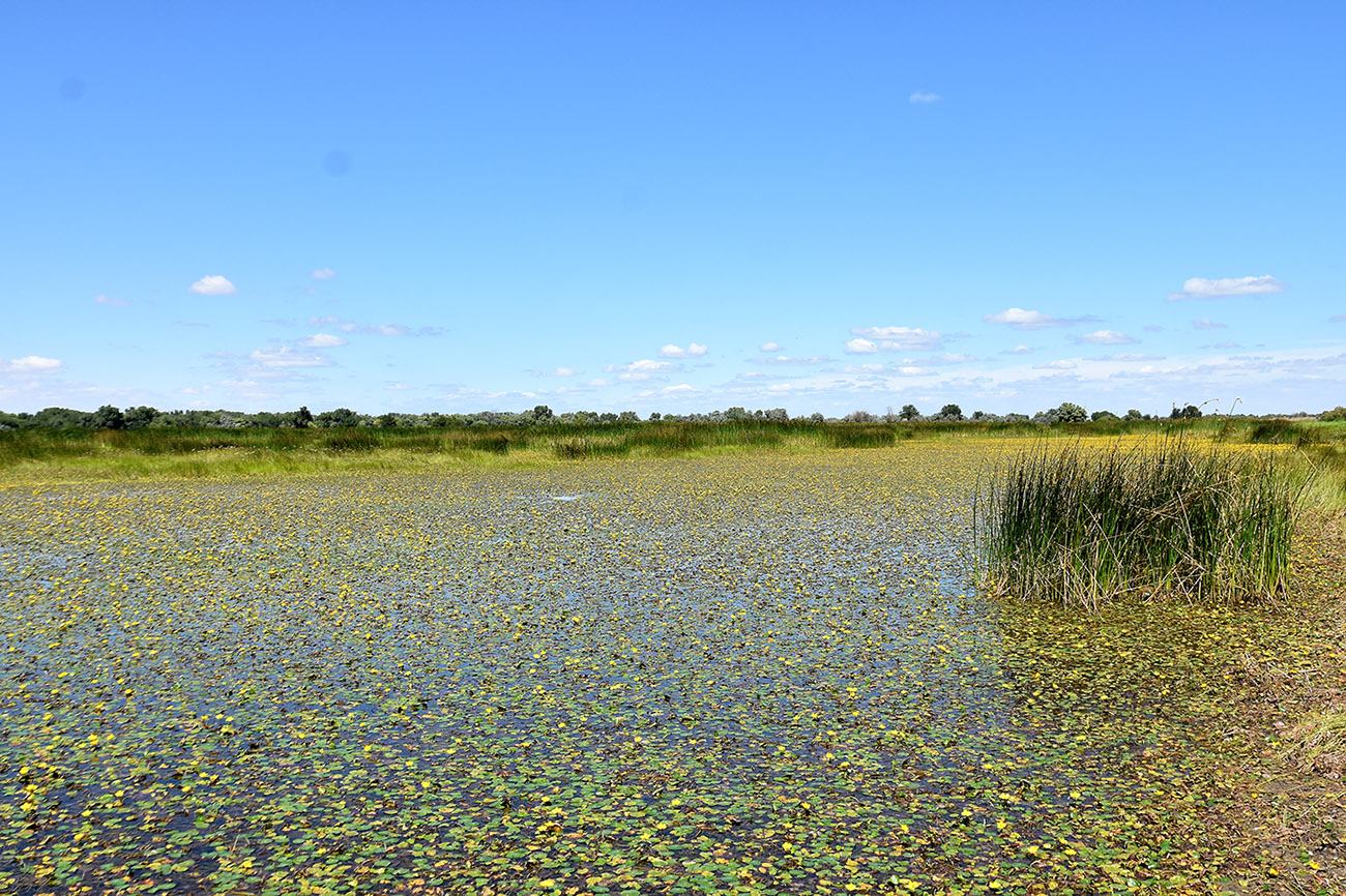 Вершина дельты Волги, image of landscape/habitat.