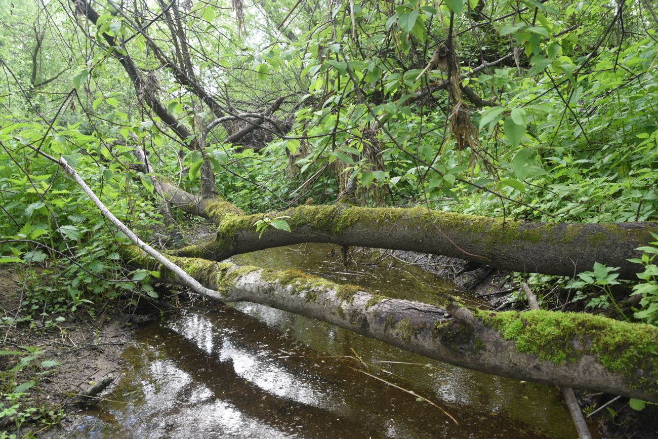 Окрестности деревни Семичёво, image of landscape/habitat.